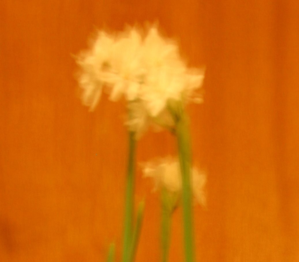 Bulbs 3
