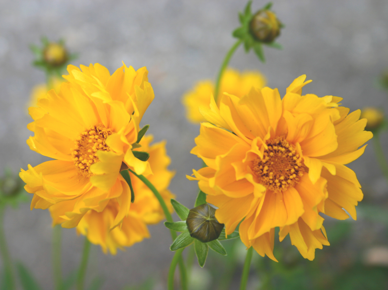 coreopsis2ss