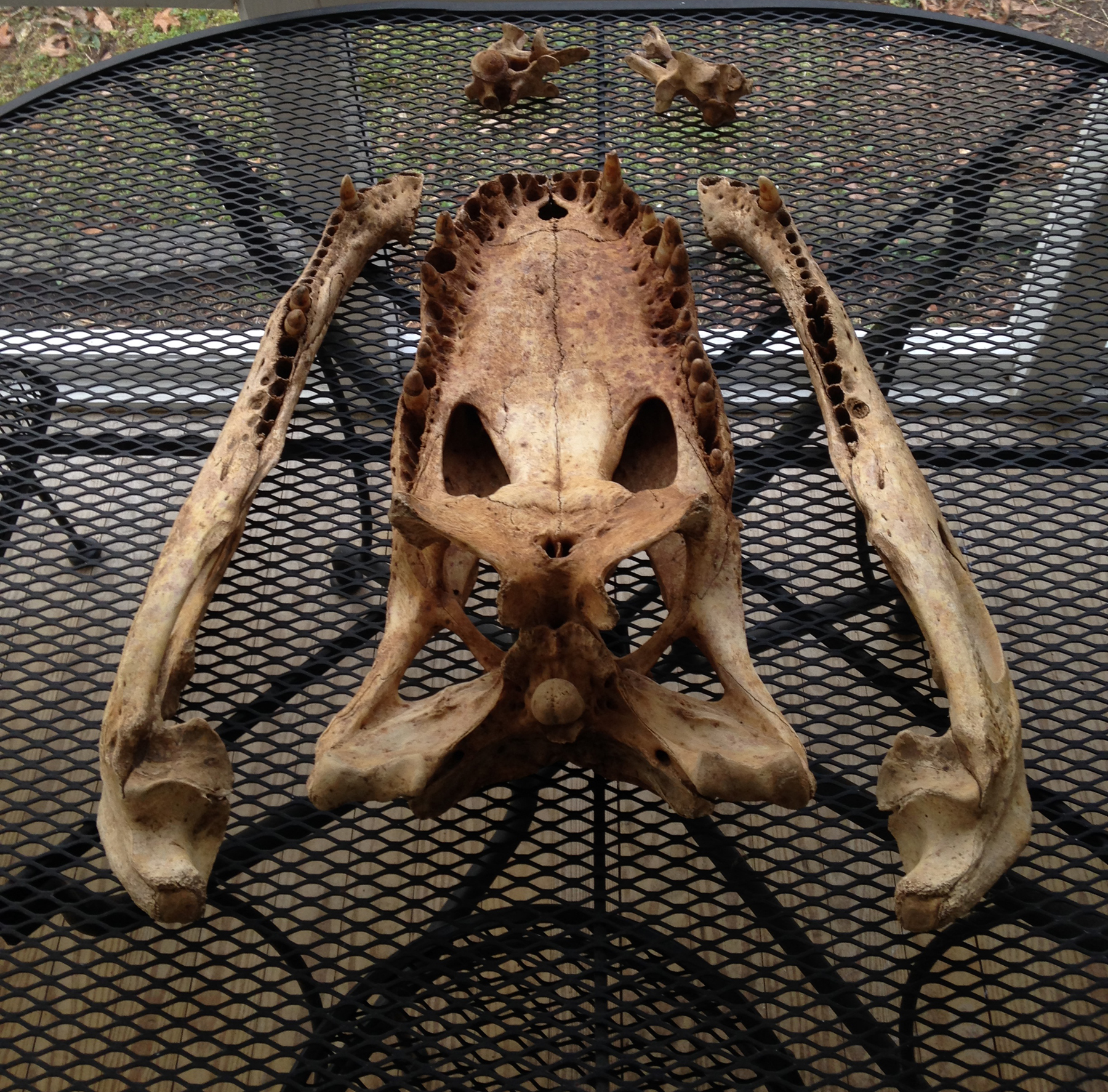 Gator skull just dug up 12 6 14 B 6 x